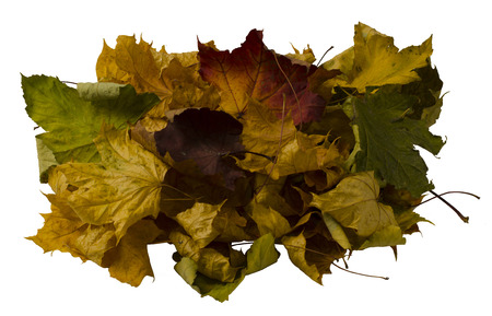 a lot of colored dry maple leaf on a white backgroundの写真素材