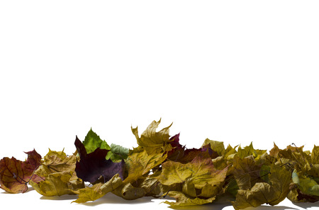 a lot of colored dry maple leaf on a white backgroundの写真素材