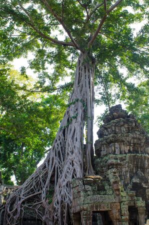 trees in the temple complex of Angkor Watの写真素材