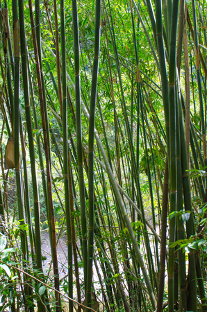 background bamboo trunks in jungleの写真素材