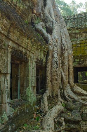 trees in the temple complexes of Indochinaの写真素材