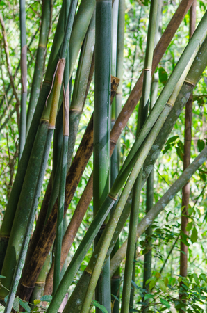 background bamboo trunks in jungleの写真素材