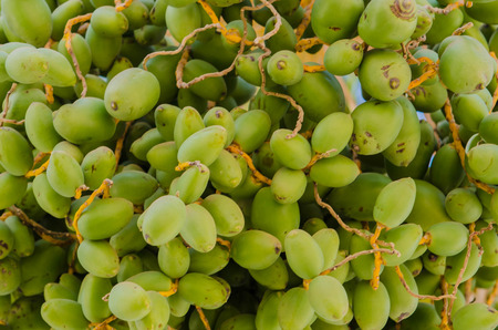 colorful green dates on the palm treeの写真素材