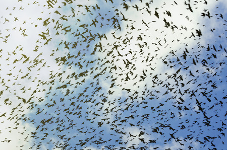 silhouettes of crows on blue sky background with clouds. Large Chaotic Flock Of Black Birds Flying In Bly Sky. Irregular Flock Of Crow Or Jackdaw Birdsの写真素材