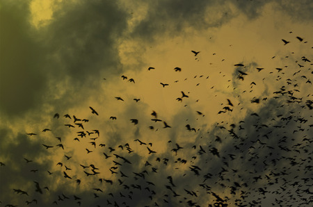 silhouettes of crows on dramatic sky background with clouds. A flock of black birds flying in the sky. Birds fly in a very terrible sky. Birds of ghosts in the orange skyの写真素材