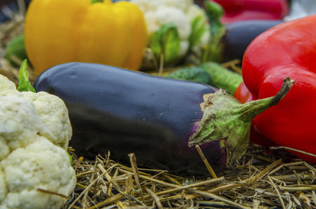 Colorful vegetables and hay. Harvest. Different vegetables: pepper, tomato, cucumber, eggplant, cauliflower, cabbageの写真素材