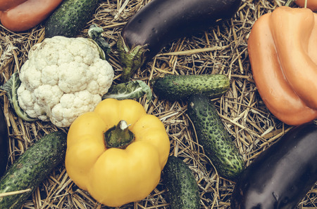 Colorful vegetables and hay. Harvest. Different vegetables: pepper, tomato, cucumber, eggplant, cauliflower, cabbageの写真素材