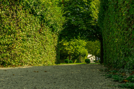 green tunnel in fresh spring foliage. way to nature. natural background from beautiful garden.