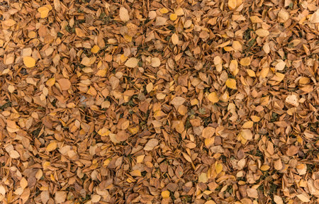 many orange leaves on the ground