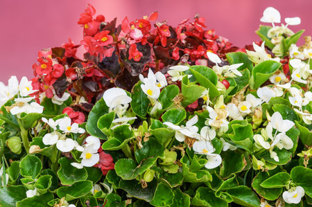 white and red flowers outdoors
