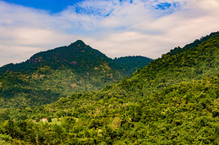 beautiful landscape nature of rain forest