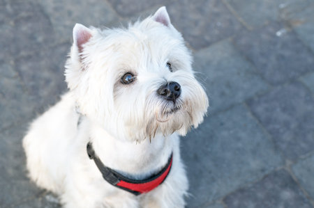 portrait of white dog on the street