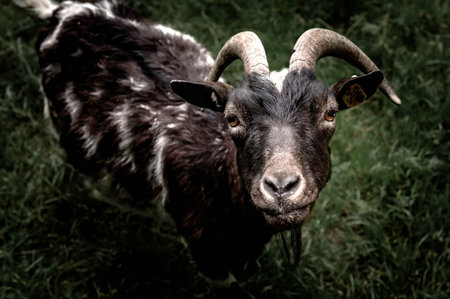Goat face close up. Black goat looking at the camera.