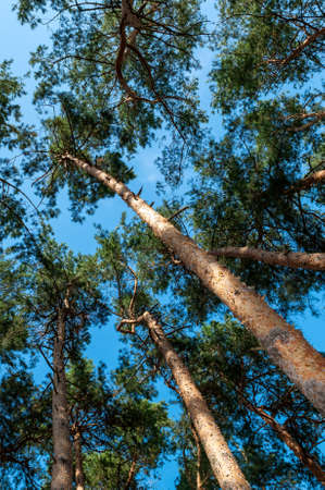Bottom view of pine trees against blue sky at sunny day. Vertical imageの写真素材