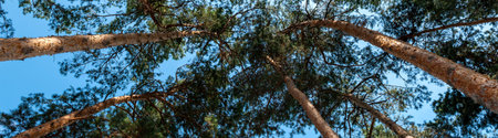 Bottom view of pine trees against blue sky at sunny day. Banner design