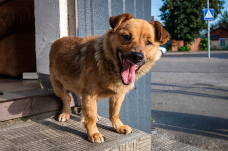 Portrait of a homeless purebred dog on the streetの写真素材