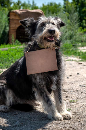 Portrait of a homeless purebred dog on the streetの写真素材