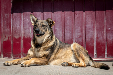 Portrait of a homeless purebred dog on the street