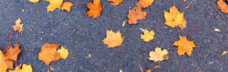 Autumn banner with orange leaves on the asphalt. Autumn background