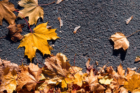 Autumn orange leaves on the asphalt. Beautiful autumn backgroundの写真素材