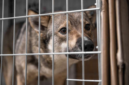 Young homeless dog in an animal shelter. portrait of homeless dog.の写真素材