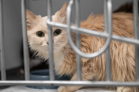 Young homeless cat in an animal shelter. portrait of homeless kitty.