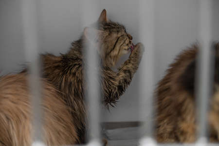 Young homeless cat in an animal shelter. portrait of homeless kitty.の写真素材