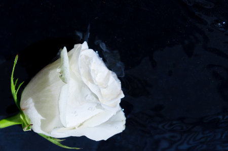 Wet flower of a white rose. White rose in the water with copy spaceの写真素材