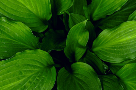 green leaf texture. Abstract nature leaf background. Dark green close up of leaf.の写真素材