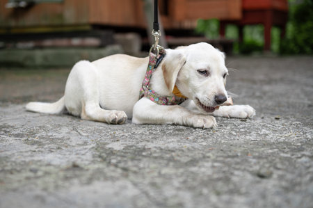 White labrador puppy resting outdoor. Cute white dog. White Labrador Retriever is lying in summer...