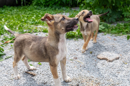 Cute homeless puppies. Dogs at the shelter. Lonely and abandoned dogs