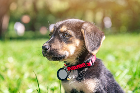 Sad mongrel puppy in the park. Stray dog on a summer dayの写真素材