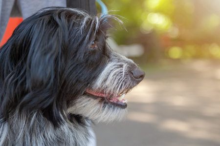 Sad dog in the park. Stray dog on a summer day. Waiting for adoptionの写真素材