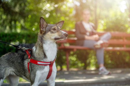 Mongrel dog in the park. Young woman with a dogの写真素材