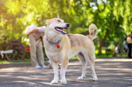 Sad dog in the park. Stray dog on a summer day. Waiting for adoptionの写真素材