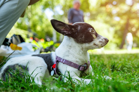 Sad mongrel puppy in the park. Stray dog on a summer dayの写真素材