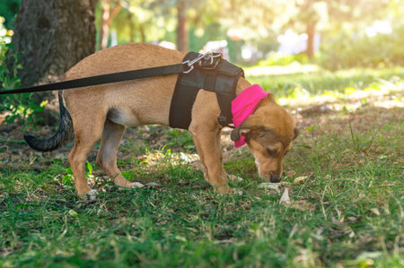 Mongrel dog in the park. Young woman with a dogの写真素材