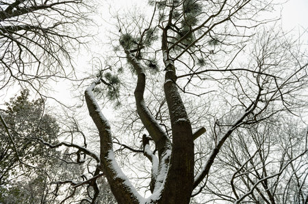 Tree branch covered with snow. Winter landscape in fir tree forest covered snow. Winter snowy park