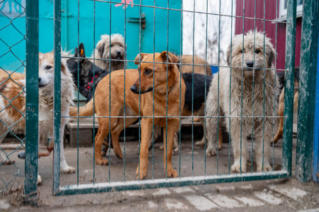 Dogs waiting for adoption in animal shelter.