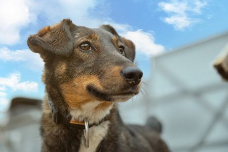 Dog waiting for adoption in animal shelter.の写真素材