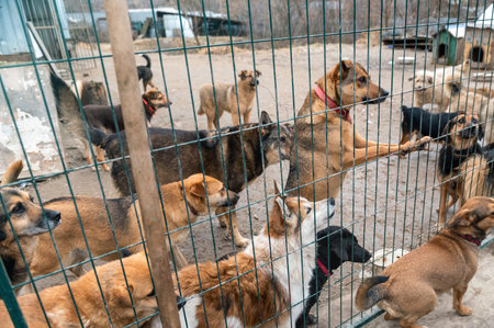 Dogs in animal shelter waiting for adoption. Close-up of a determined dog looking through the gaps of a rusty metal gateの写真素材