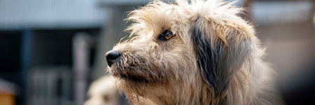 Stray dog in animal shelter waiting for adoption. Portrait of homeless dog in animal shelter cage....