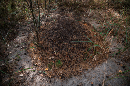 Anthill in the forest. Closeup huge anthill. Wildlife natural backgroundの写真素材