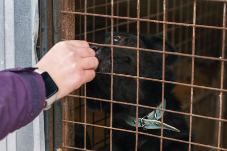 Dog in animal shelter. Volunteer feeds a homeless dog at a shelter. Dog in the cage
