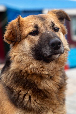 Dog in animal shelter. Homeless sad dog in a cage. Dog waiting for adoption. Vertical imageの写真素材