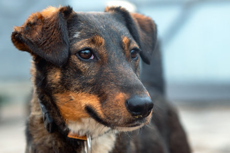 Dog in animal shelter. Homeless sad dog in a cage. Dog waiting for adoptionの写真素材