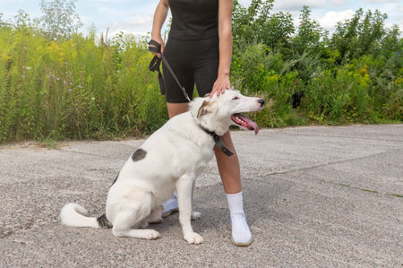 Female and dog. Beautiful young woman walking her dog outdoors. Happy dog sitting close to owner...