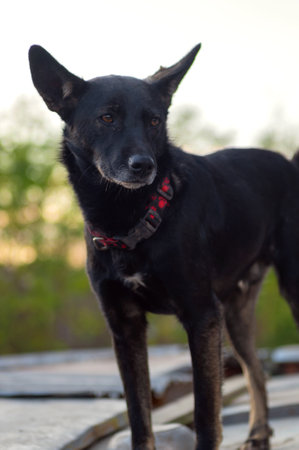 Dog. Black dog standing on the wooden platform. Vertical imageの写真素材