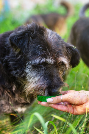 Dog drinks from a volunteer's hands. Dog drinking water from bowl outdoors with owners hand. Verical...