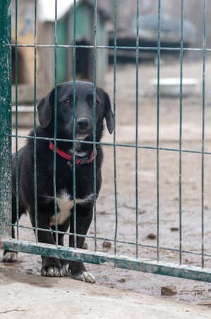 Dog in animal shelter. Homeless sad dog in a cage. Dog waiting for adoption. Vertical imageの写真素材